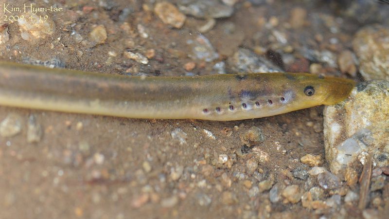 Eastern Brook Lamprey