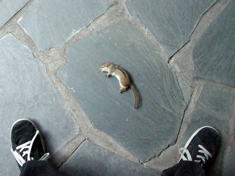 Eastern Chipmunk