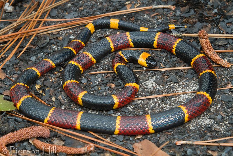 Eastern Coral Snake