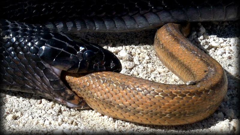 Eastern Indigo Snake