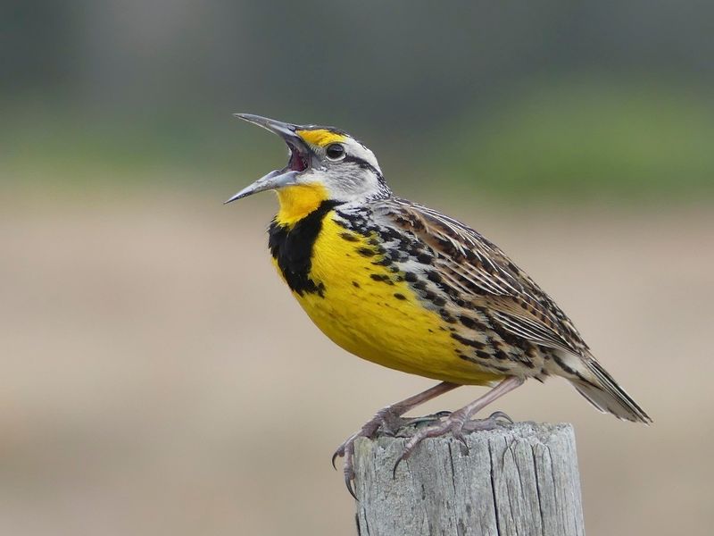 Eastern Meadowlark
