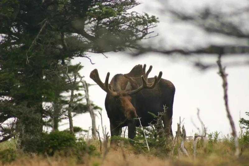 Eastern Moose