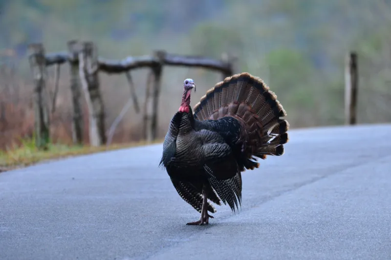 Eastern Wild Turkey