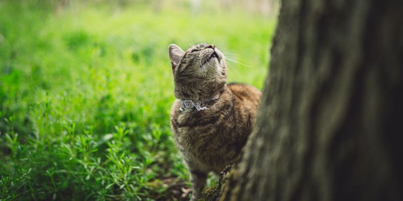 Echoes of the Wild