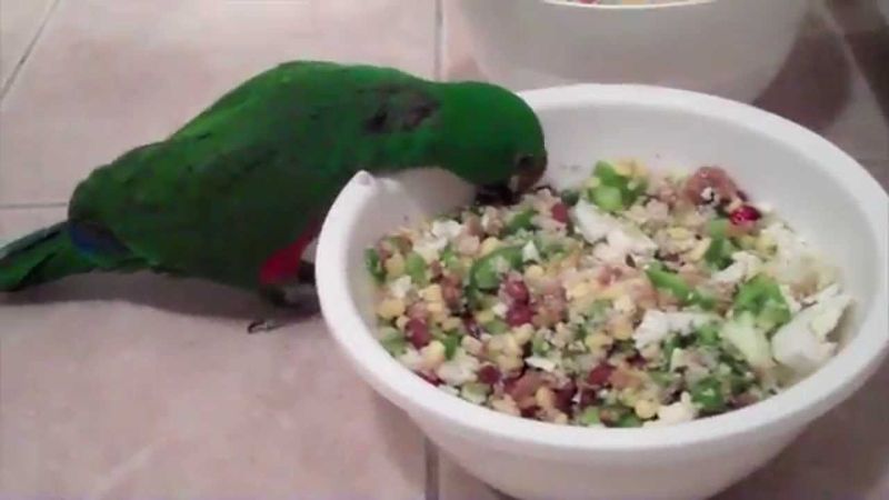 Eclectus Parrot