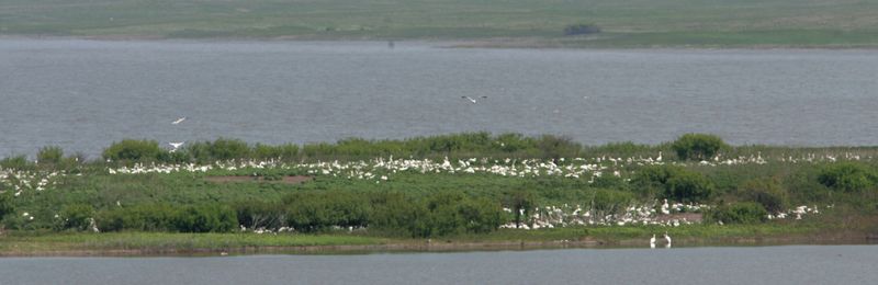 Ecological Importance