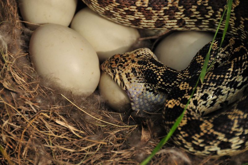Egg-Eating Snake