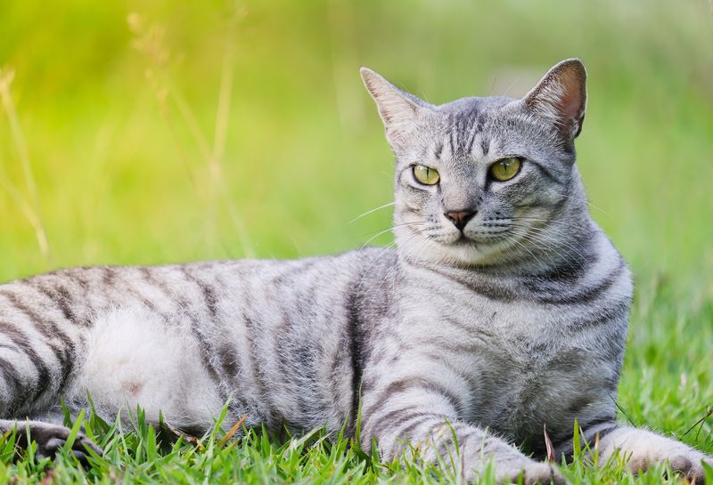 Egyptian Mau