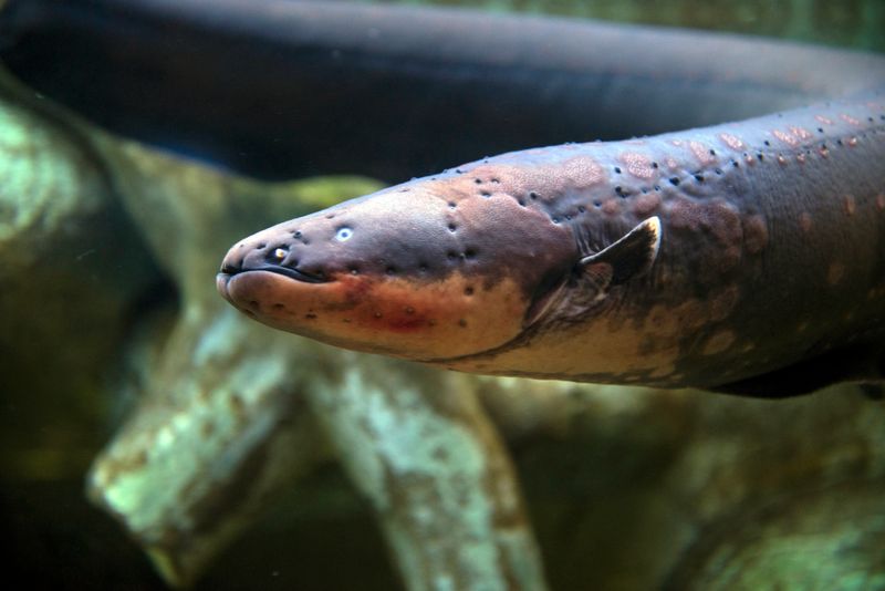 Electric Eel