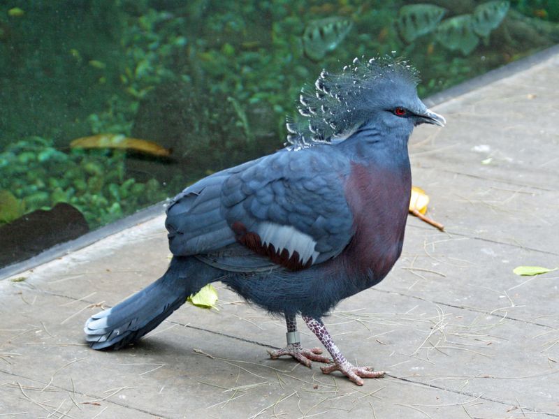 Elegant Gait