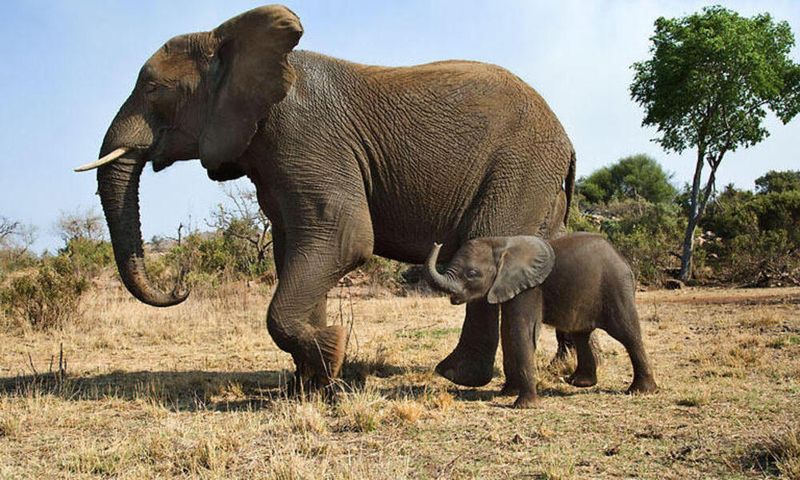 Elephant