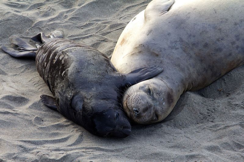 Elephant Seal