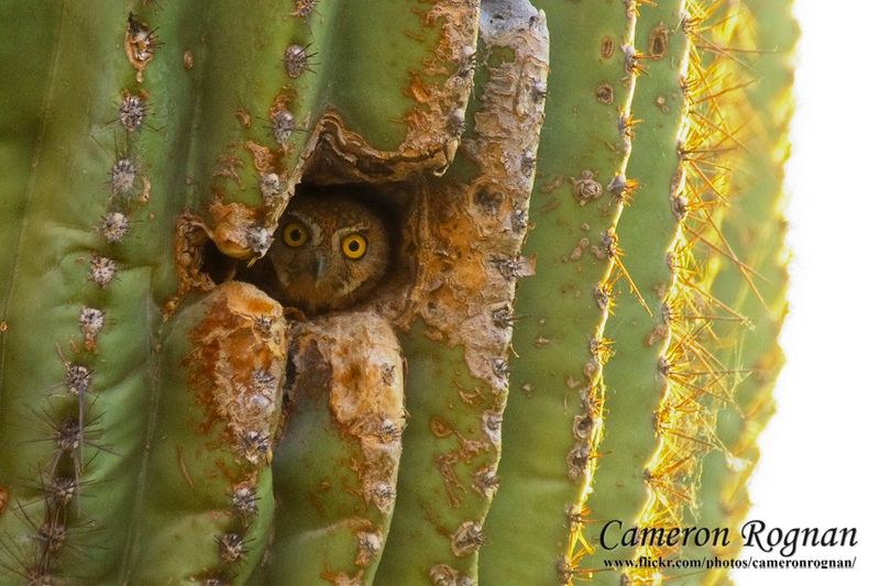 Elf Owl