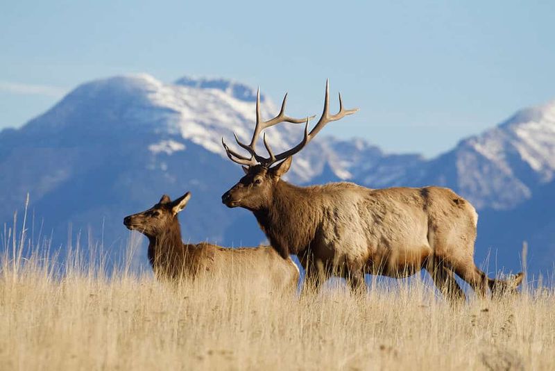 Elk