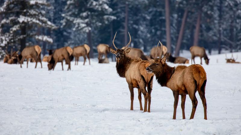 Elk
