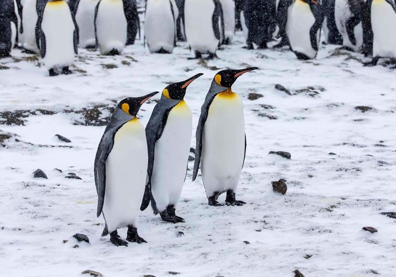 Emperor Penguin