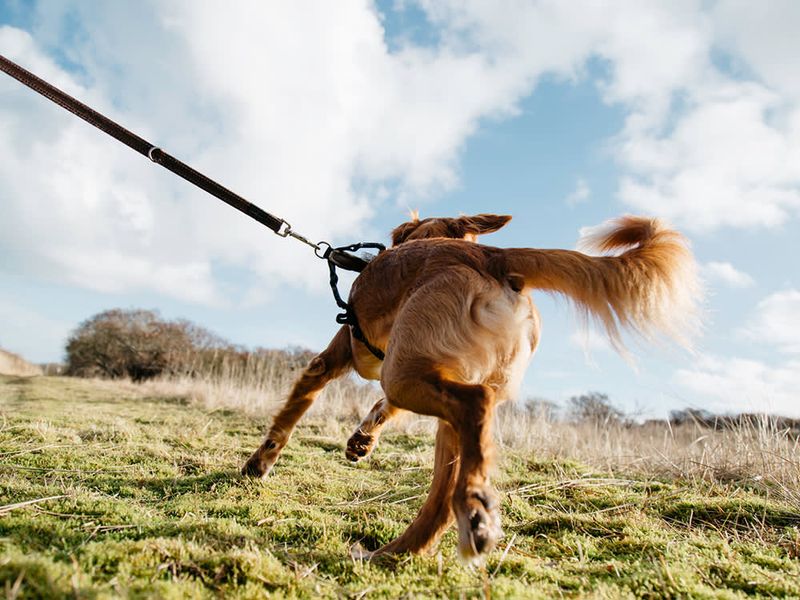 Endless Tail Wags