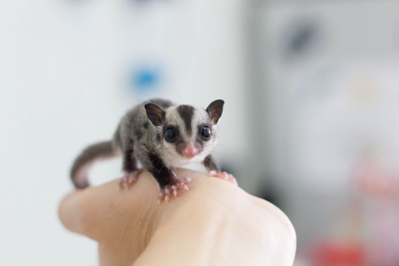 Energetic Sugar Gliders