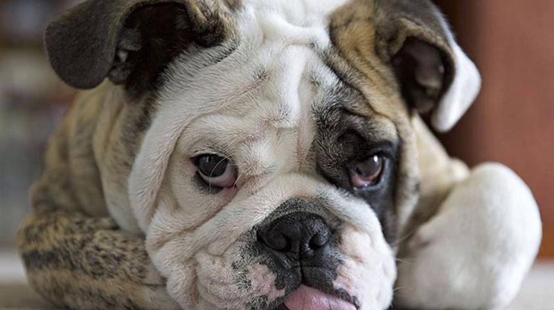 English Bulldog