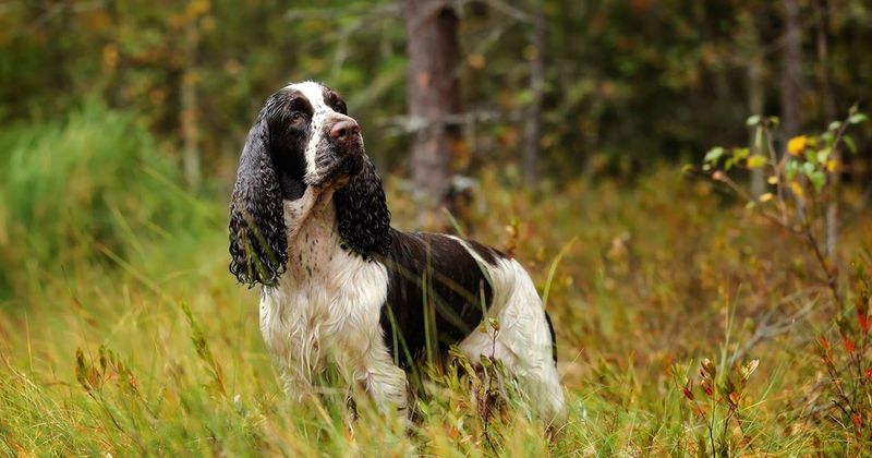 English Springer Spaniel