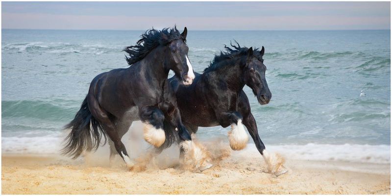 Enthusiastic Companions