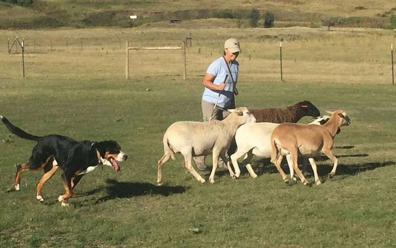 Entlebucher Mountain Dog
