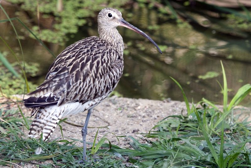 Eskimo Curlew