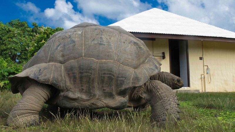 Esmeralda the Aldabra Tortoise