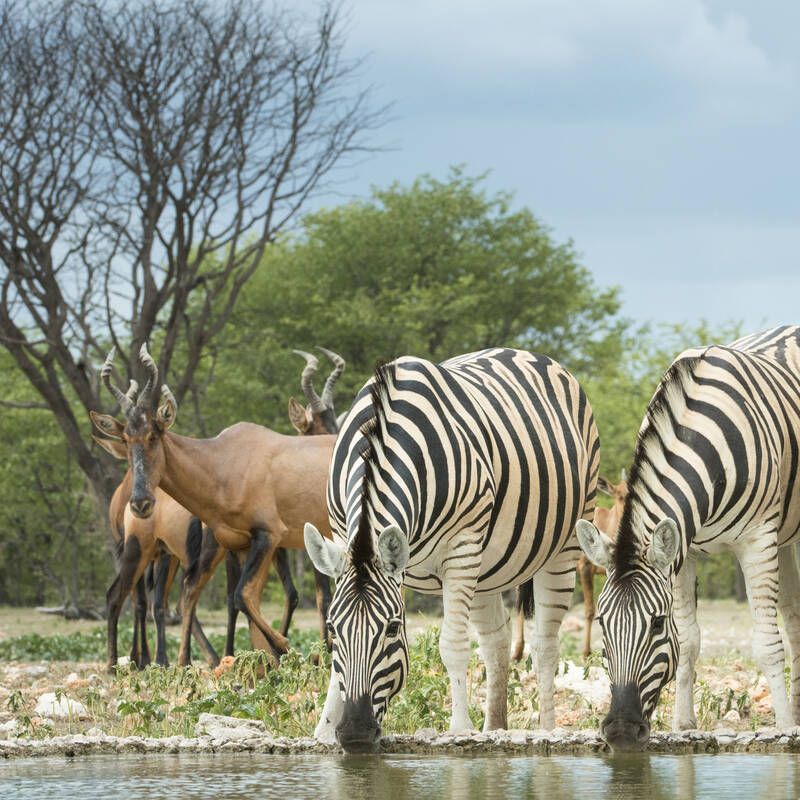 Etosha National Park