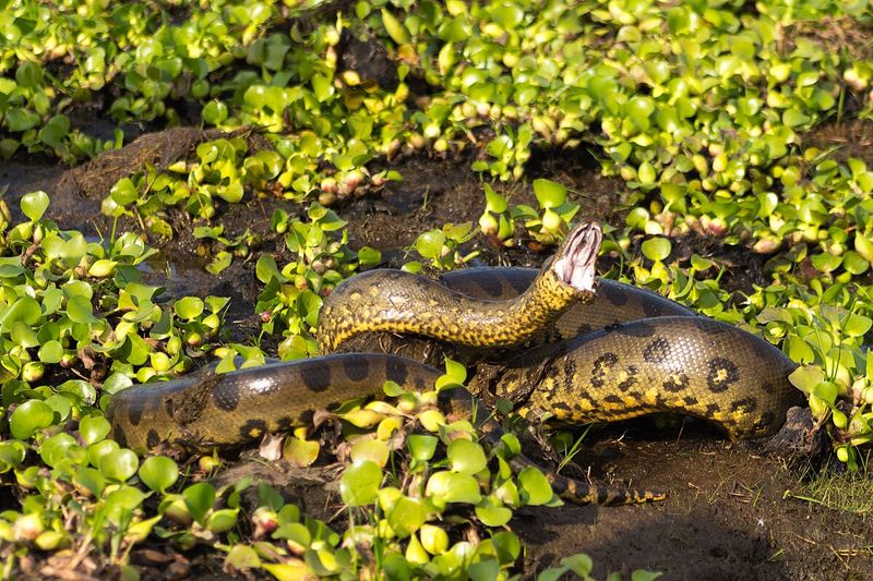Eunectes akiyama – Northern Green Anaconda