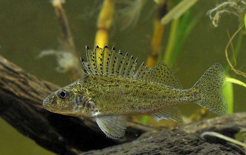 Eurasian Ruffe