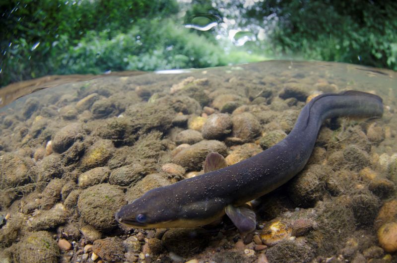 European Eel Snake