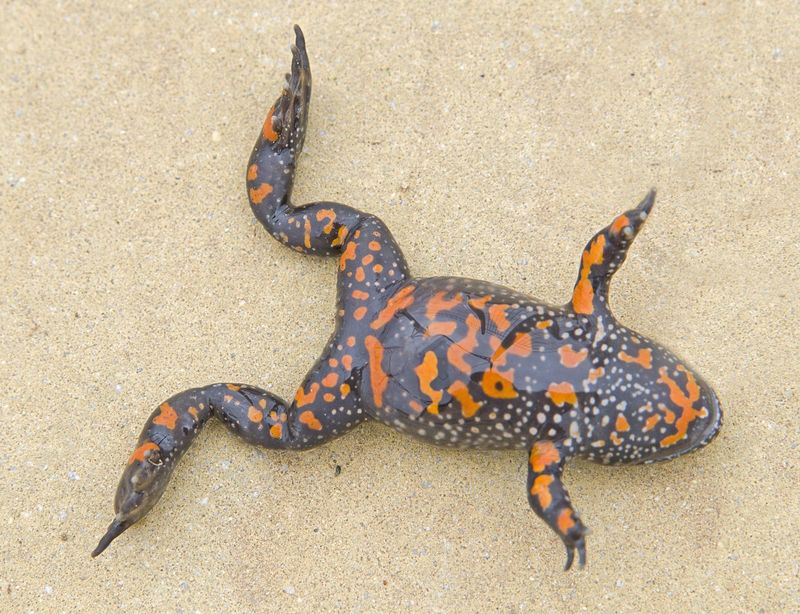 European Fire-bellied Toad