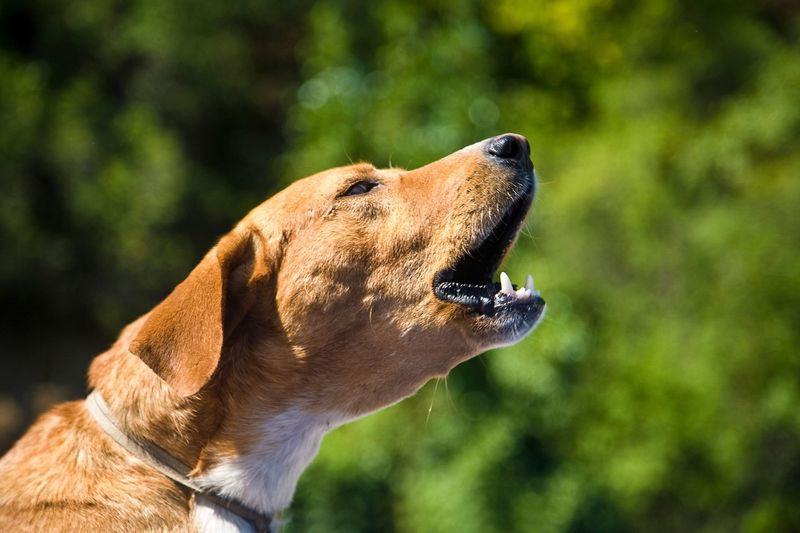 Excessive Barking