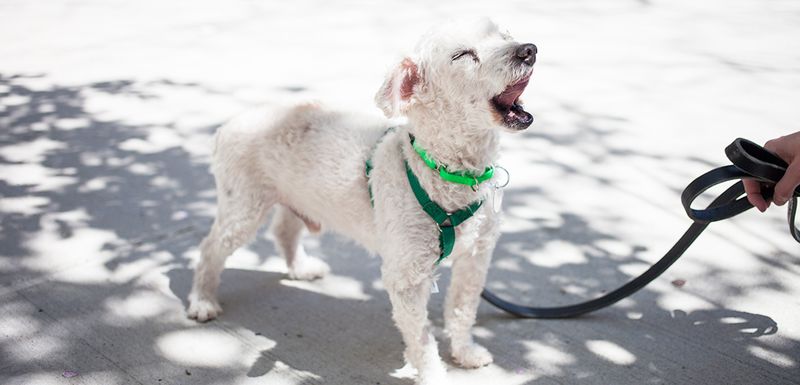 Excessive Barking