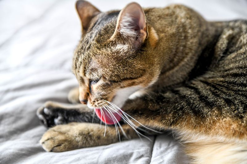 Excessive Grooming