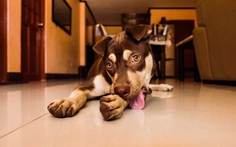 Excessive Licking