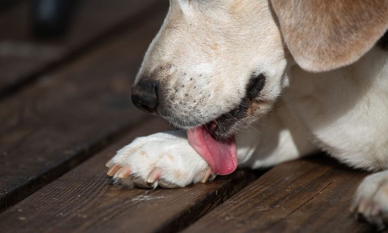 Excessive Licking