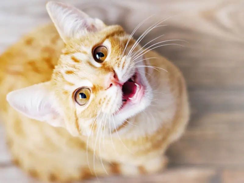 Excessive Meowing