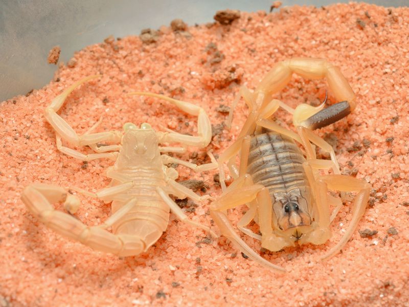 Exoskeleton Molting
