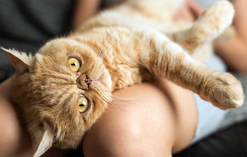 Exotic Shorthair