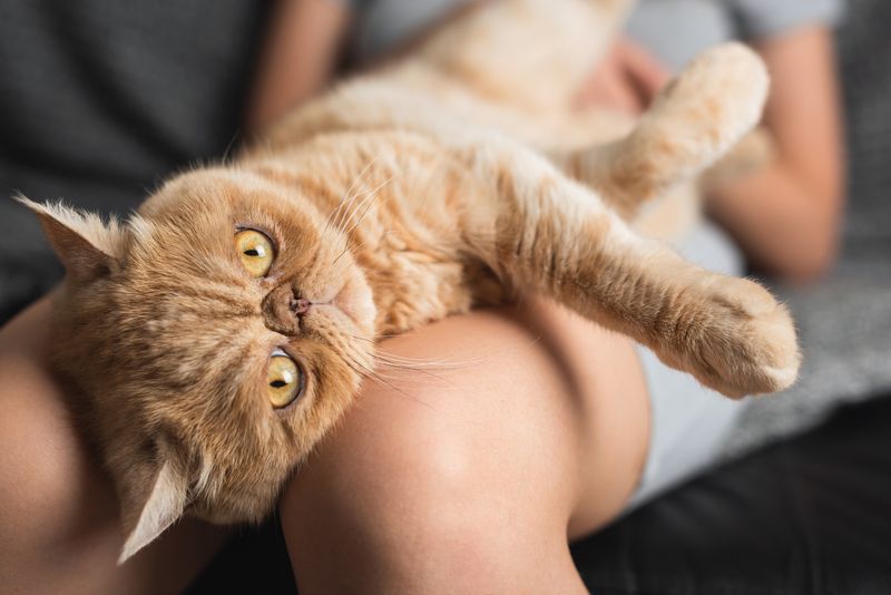 Exotic Shorthair