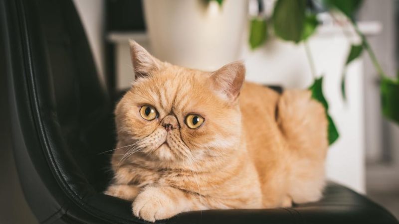 Exotic Shorthair