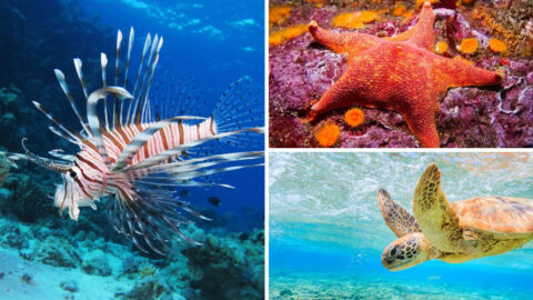 Explore The 20 Most Magnificent Ocean Creatures On The Planet explore-the-20-most-magnificent-ocean-creatures-on-the-planet