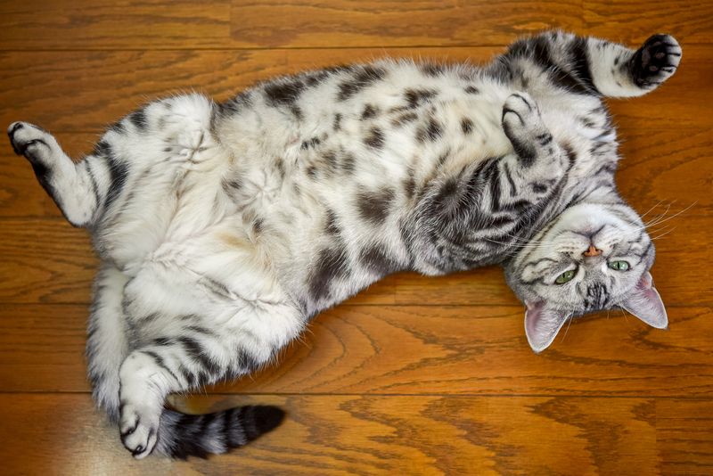 Exposing Their Belly