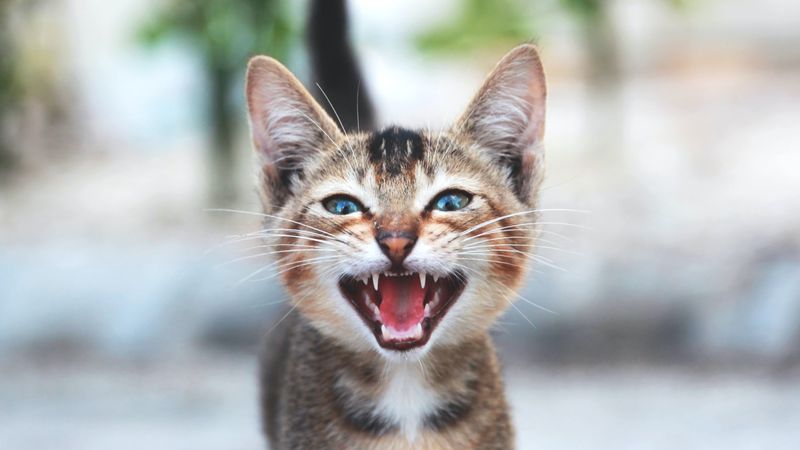 Expressing Excitement