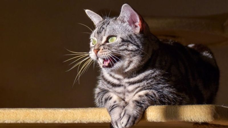 Expressing Frustration