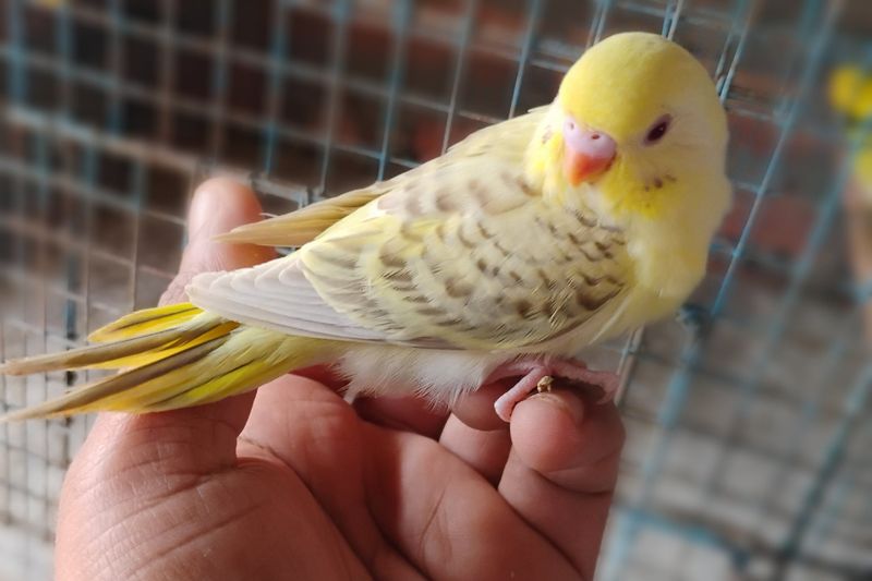 Fallow Budgerigar