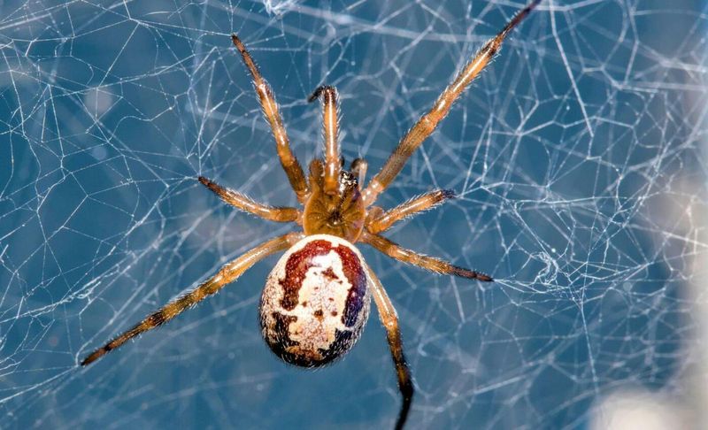 False Widow