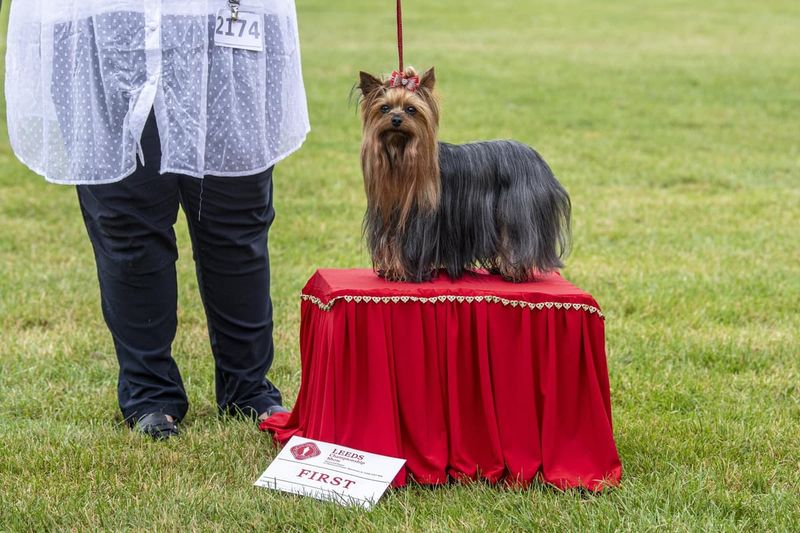 Famous Breed Ambassadors
